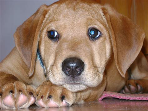 Yellow Lab Basset Hound Mix Puppies
