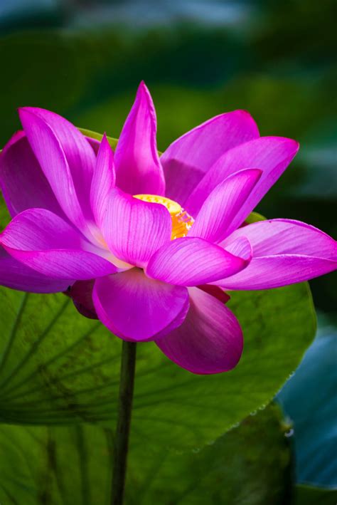 Download Most Beautiful Hd Blooming Water Lily Wallpaper | Wallpapers.com