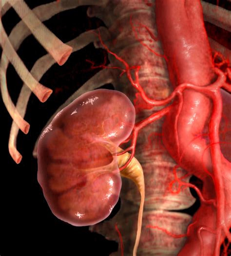 Real Human Kidneys 33,200+ Human Kidney Stock Photos, Pictures