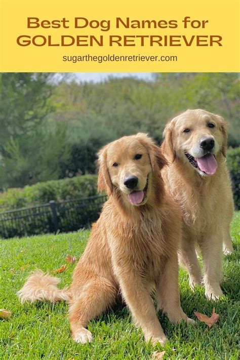cutest golden retriever dog names  golden