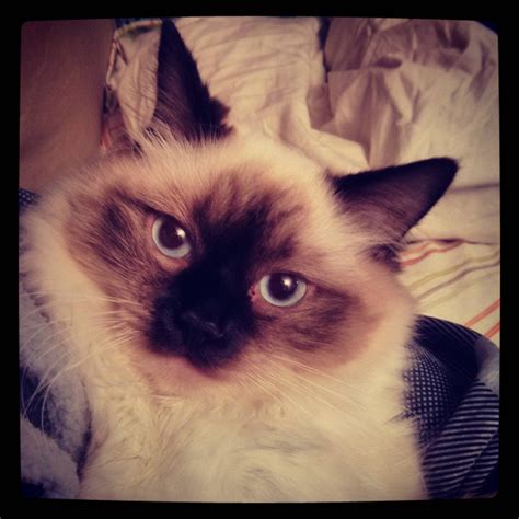 Beautiful pure bred ragdoll : r/pics