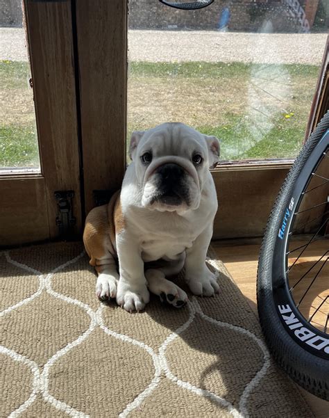 101 best u/chloexonicole images on Pholder | Pawg, Bulldogs and Selfie