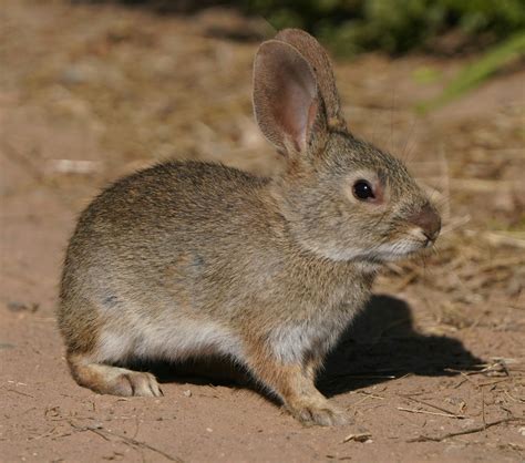 Bunny+Xo+Bikini Photos, Download The BEST Free Bunny+Xo+Bikini Stock