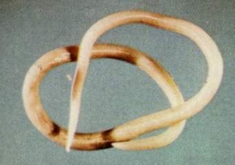 parasite summary main topic studied  dr clark parasites info