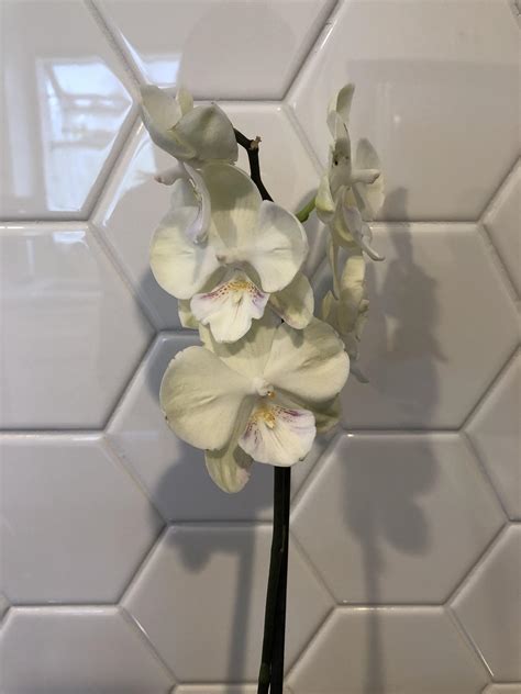 I’m finally keeping orchids alive! This one has been going on for