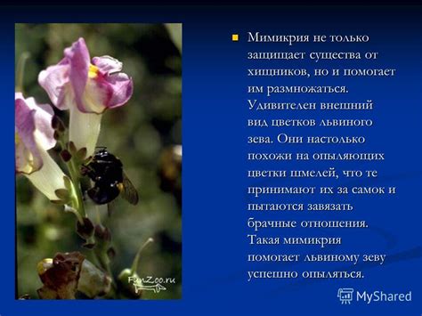 Презентация на тему: "Мимикрия – подражание. Мимикрия – явление ...