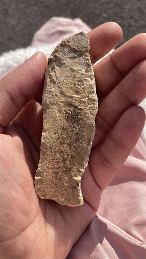 fossil identification rfossilhunting