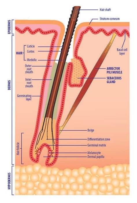 hair follicle function anatomy hair follicle meaning puaaom