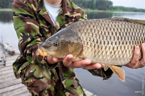 Карпова рибалка. Звіт з рибалки Городище, 21-22.05.2015 - Rivnefish