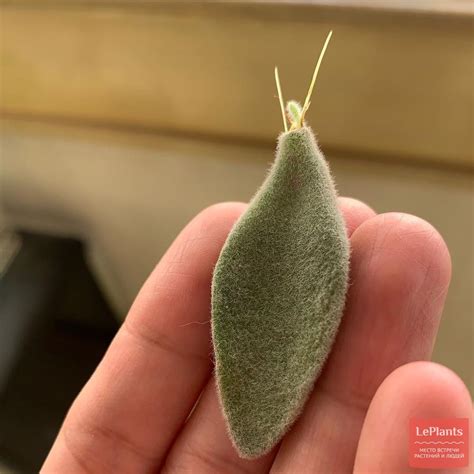 Каланхоэ войлочное (Kalanchoe tomentosa) — описание, выращивание, фото ...