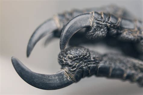 Art of Maquenda — More of the gorgeous crow legs!