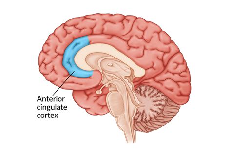 Anterior Cingulate Cortex Limbic System: Cingulate Cortex (Chapter 12)