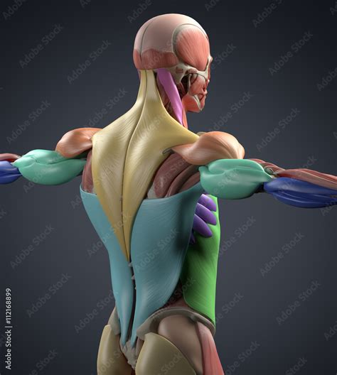human anatomy muscle groups muscle layout  location shown
