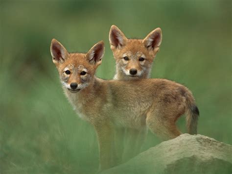 Newborn Coyote What To Expect During Coyote Pup Season | Wolf