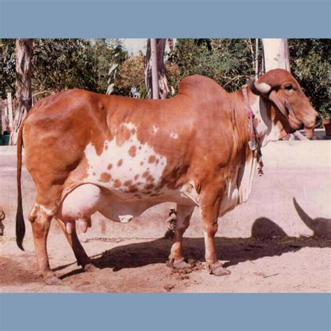 Gir cow/Aggarwal Dairy Farm