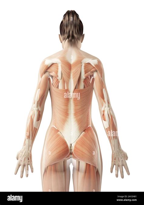 Back muscles anatomy hi-res stock photography and images - Alamy