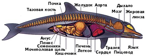 Анатомия