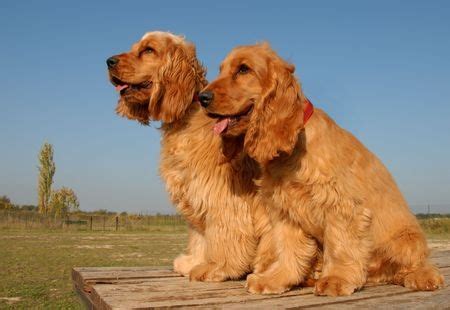 cocker spaniel guide