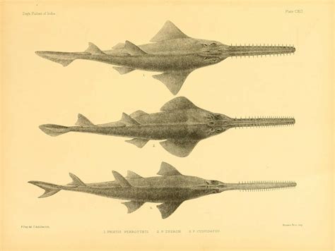 Species Spotlight: To Save the Narrow Sawfish, First We Must Find Them ...