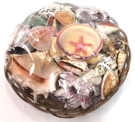 seashell basket assorted craft shells california seashell