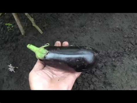 Баклажан ЭПИК, описание. - YouTube