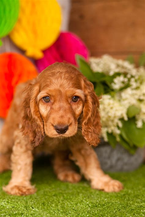 Kennel Size For Cocker Spaniel at Patricia Logan blog