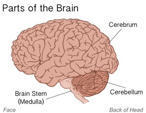 Brain Cerebrum Cerebellum