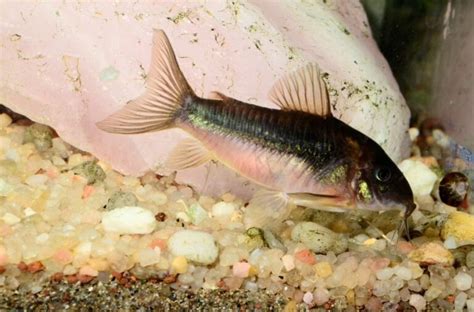 Cory Catfish Breeding Guide (Answers to Common Questions) - Avid Aquarist