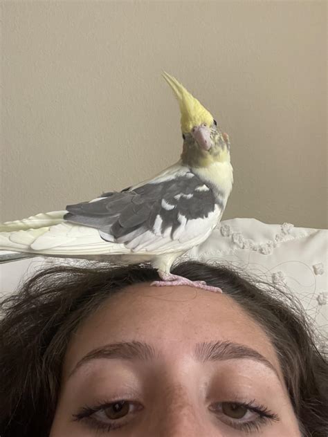 tips for cockatiel losing hair safely 2
