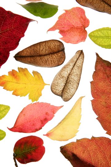 fall foliage display png transparent images   vector