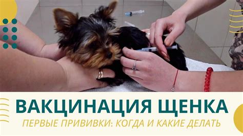 Прививки щенку: вакцинация и ревакцинация вакциной Nobivac (прививки ...