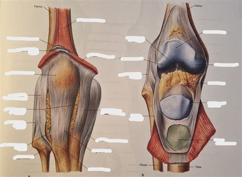 Articulatio genus Diagram | Quizlet