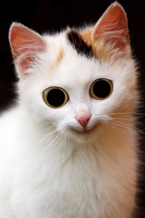 white cat close
