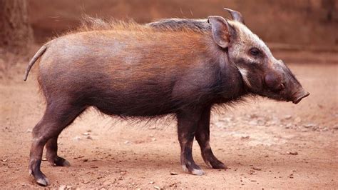 BBC - Earth - The truth about pigs