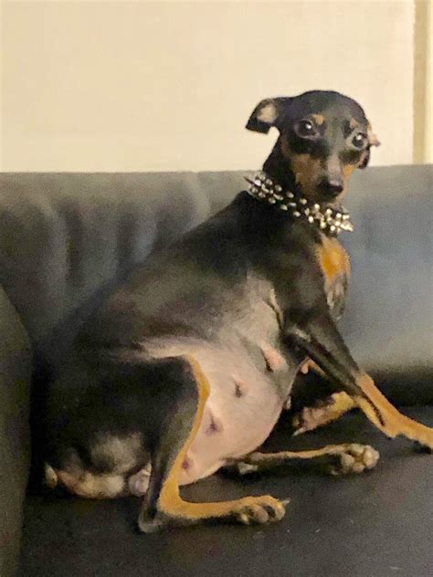 Pin em Min Pin