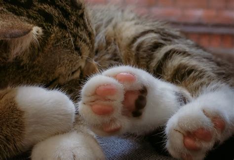 Protecting Precious Paws | Mindahome