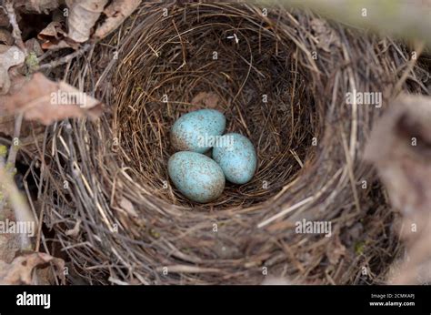 nest  res stock photography  images alamy