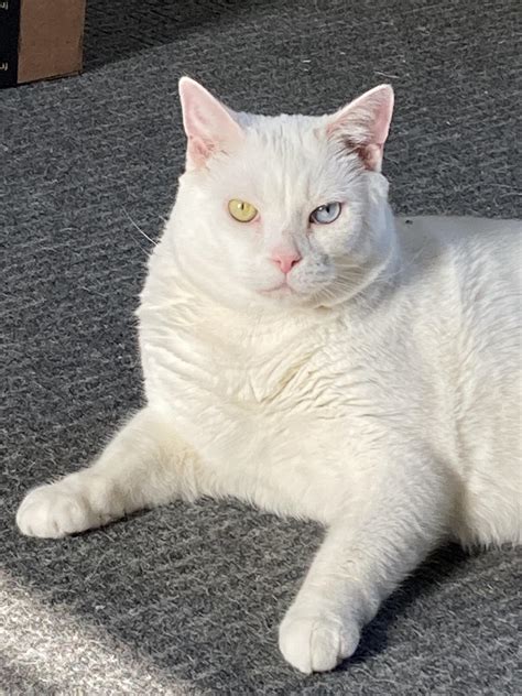 Prince Snowball Benedict MeowMeow the 1st….. : r/DisneyEyes