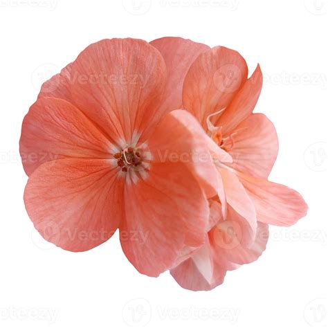 Orange Geranium flower cutout 21168431 PNG