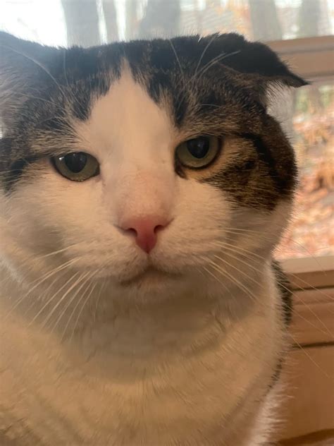 doobie cat on Tumblr