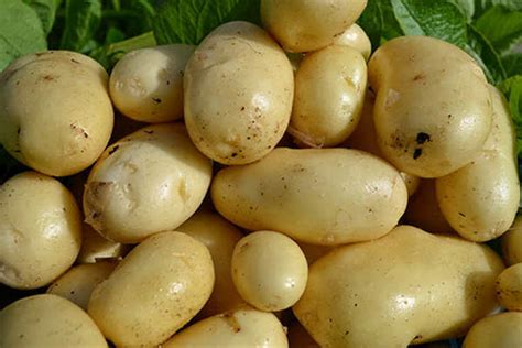 Картофель Импала – ранний сорт картофеля, посадка и выращивание