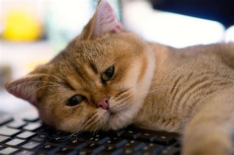 Создать мем "печальный котик, грустный котик, грустная кошечка ...
