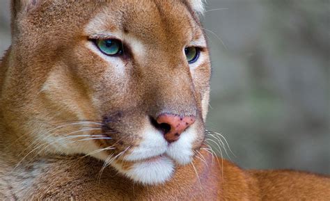 Download Animal Cougar HD Wallpaper