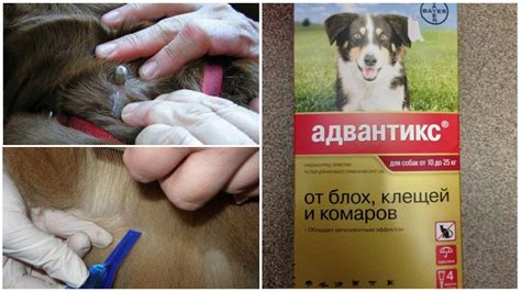 Лучшее средство от клещей для собак: 15 эффективных средств