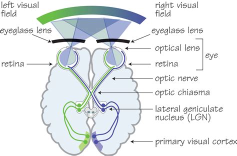 humanvisualpathway  opticianworks  optician training