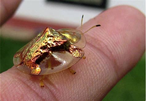 Golden tortoise beetle - Charidotella sexpunctata | Tortoise beetle ...