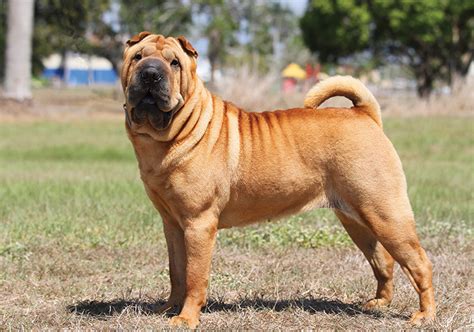 What Is The Best Brush For Shar Pei Puppies