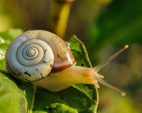 Snail Shell Slow · Free photo on Pixabay