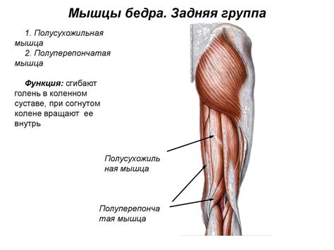 Мышцы нижней конечности - презентация онлайн