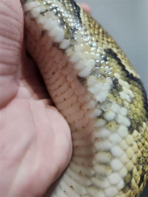 Odd markings on my snakes stomach : r/snakes